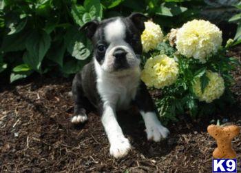 Puppies in PA